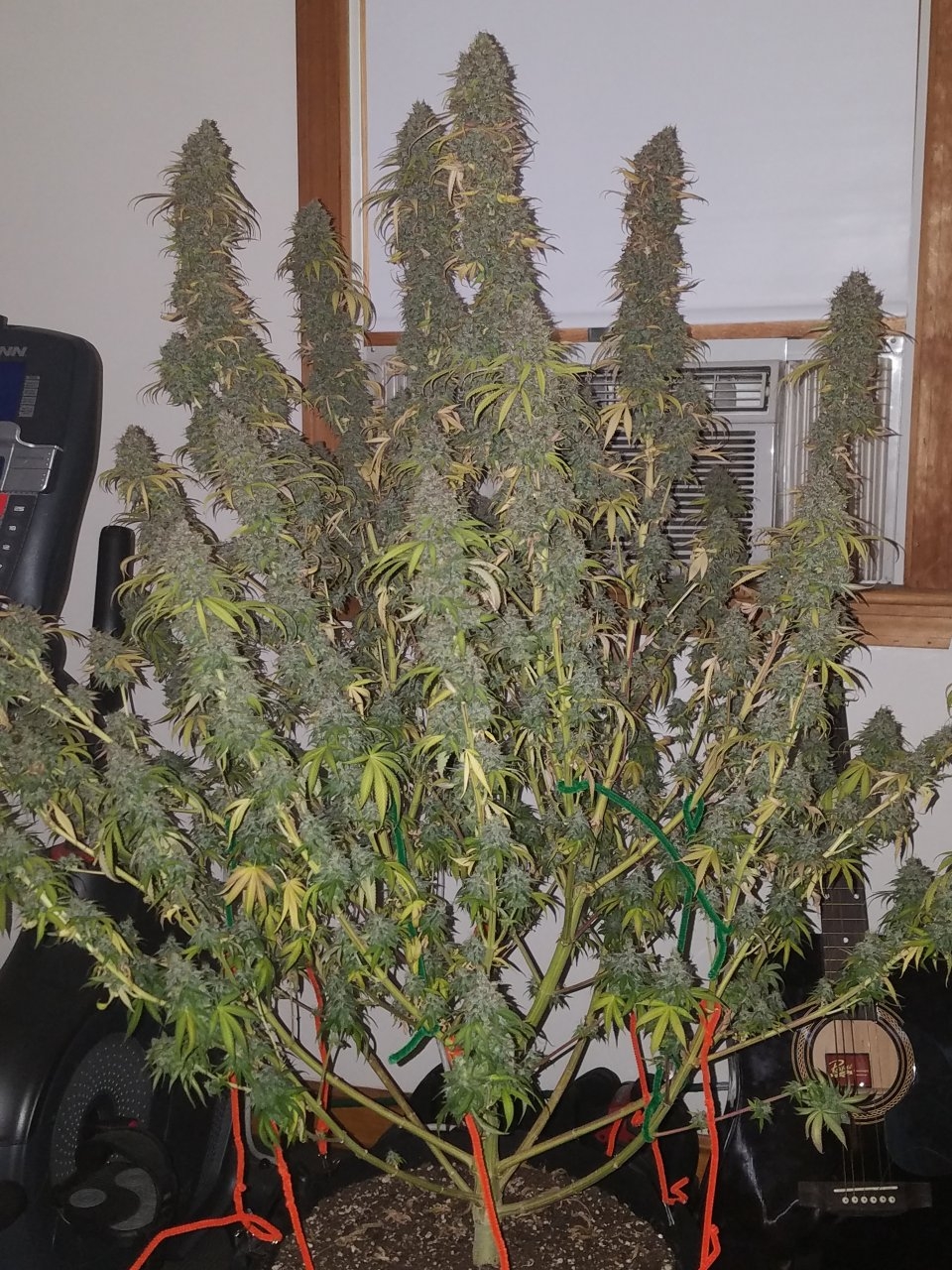 072118 Northern Lights Harvest Day 64 Day 56 With Hairs 2.jpg