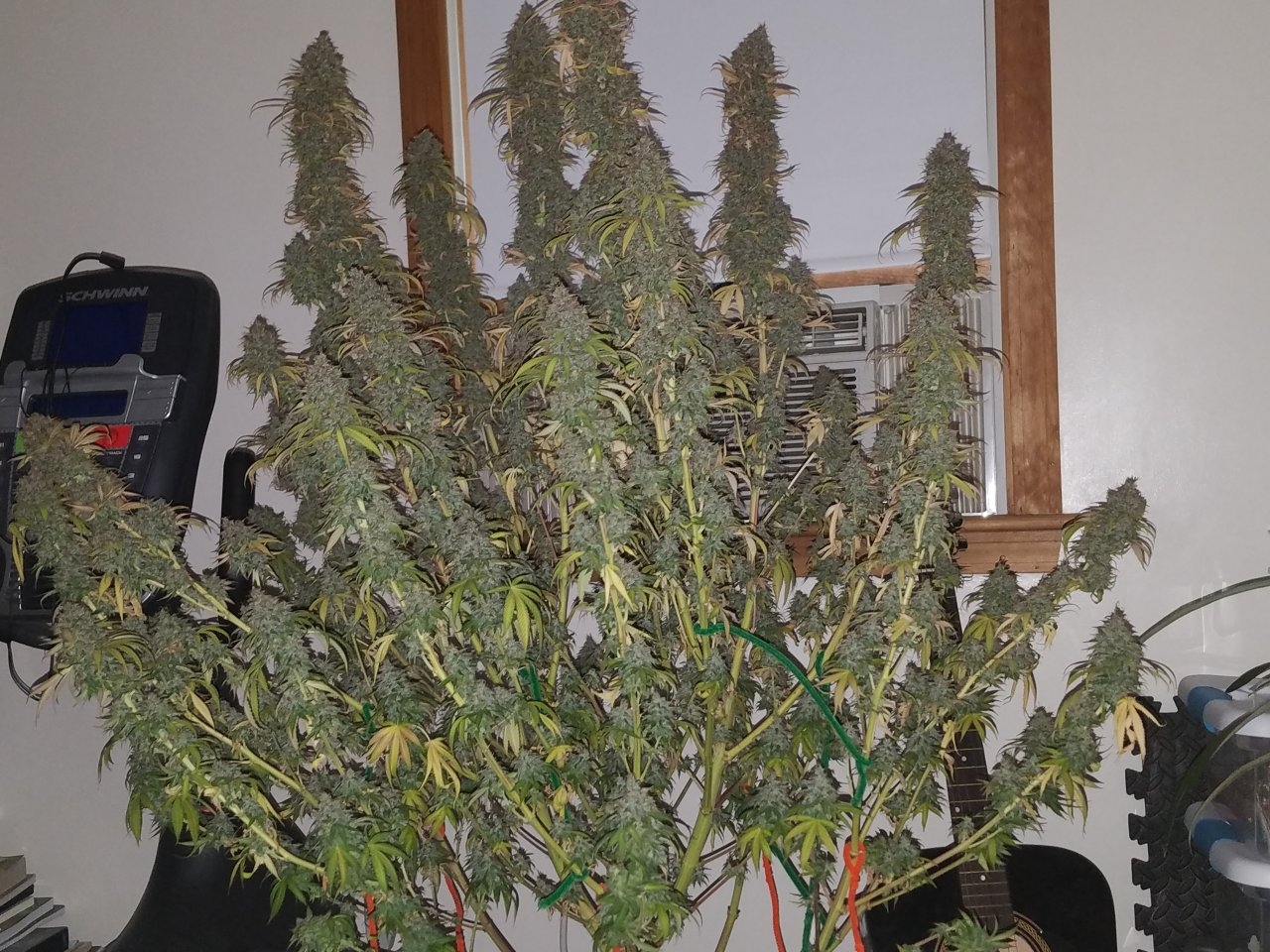 072118 Northern Lights Harvest Day 64 Day 56 With Hairs 3.jpg