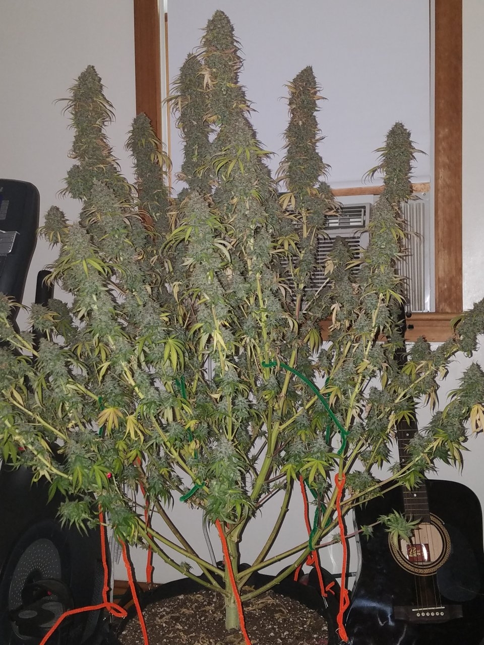 072118 Northern Lights Harvest Day 64 Day 56 With Hairs 4.jpg