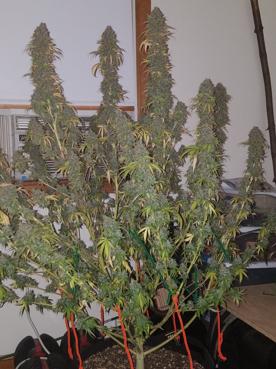 072118 Northern Lights Harvest Day 64 Day 56 With Hairs 5.jpg