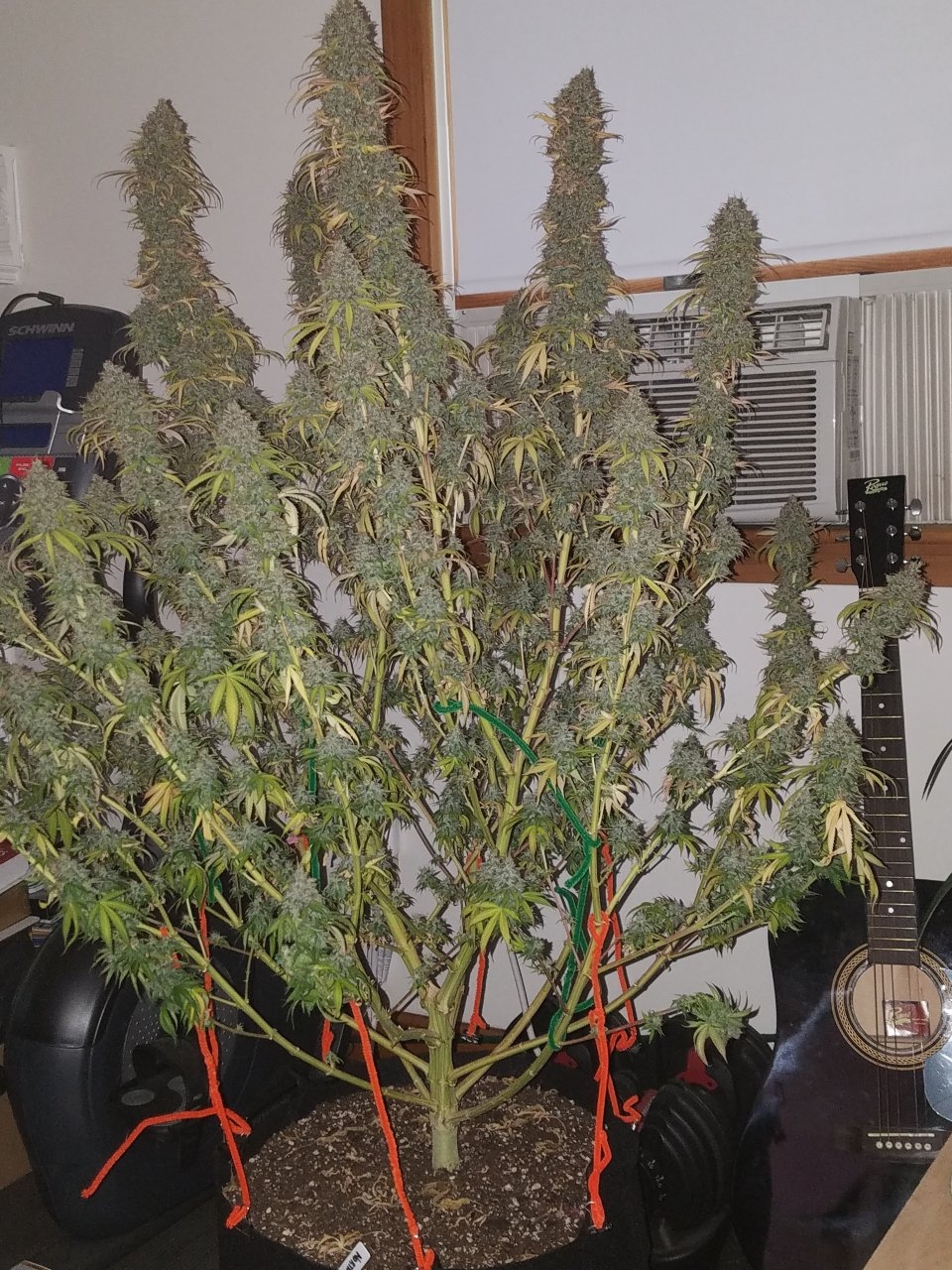 072118 Northern Lights Harvest Day 64 Day 56 With Hairs 6.jpg