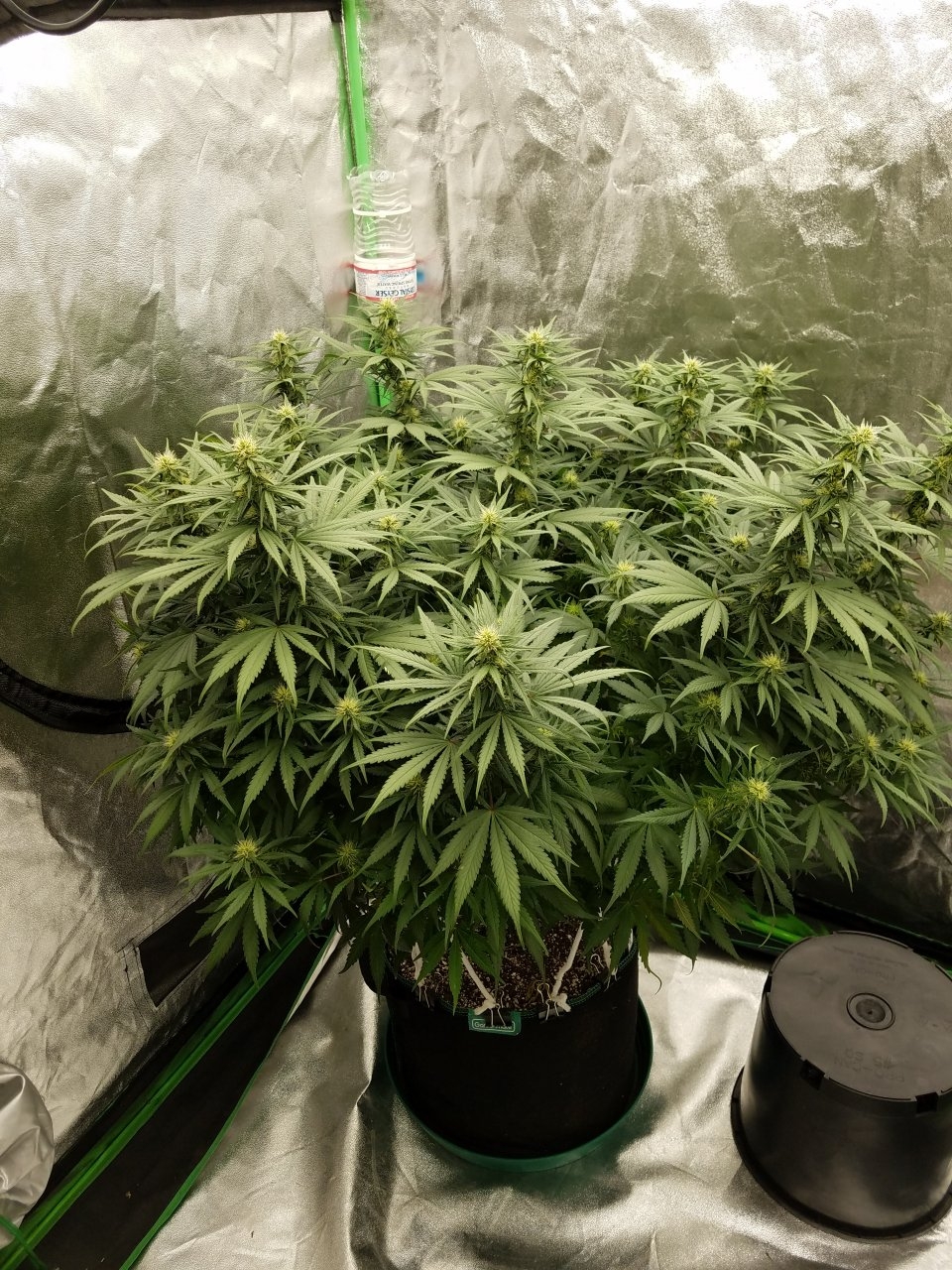 072118 White Widow Flip Day 25 Day 16 With Hairs 1.jpg