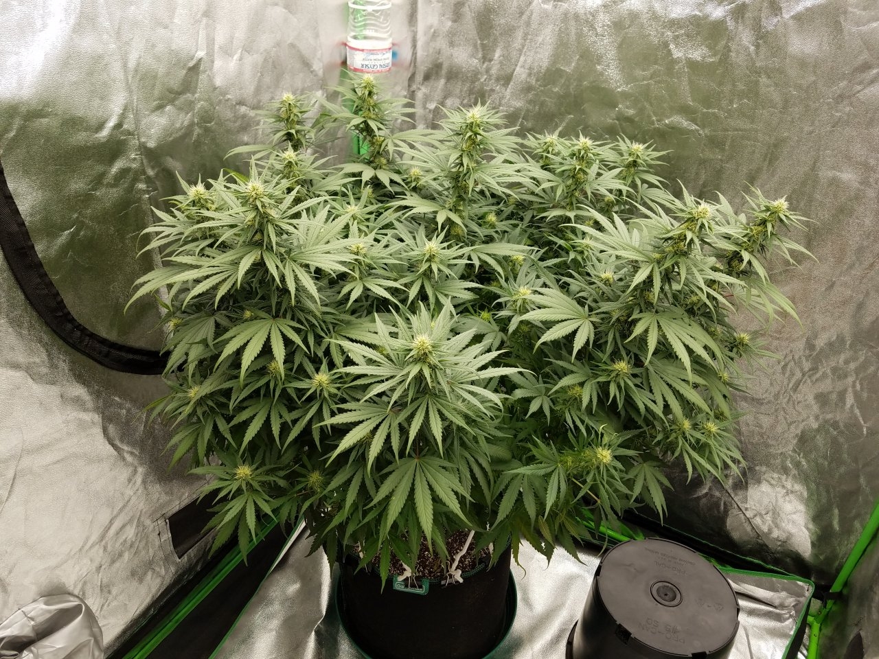 072118 White Widow Flip Day 25 Day 16 With Hairs 2.jpg