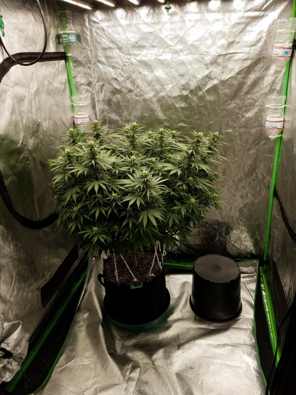 072118 White Widow Flip Day 25 Day 16 With Hairs 3.jpg