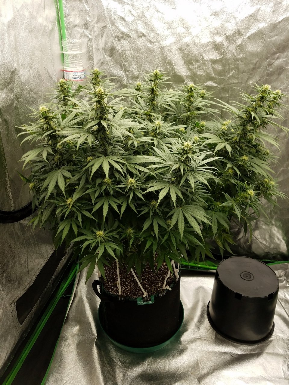 072118 White Widow Flip Day 25 Day 16 With Hairs 6.jpg