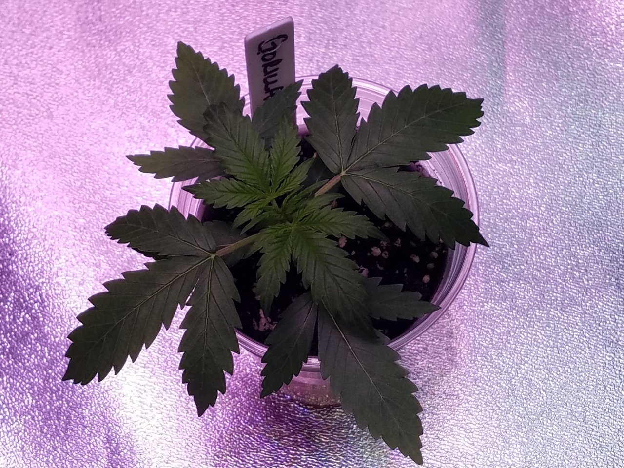 072318 Gorilla Glue Auto Day 15 1.jpg