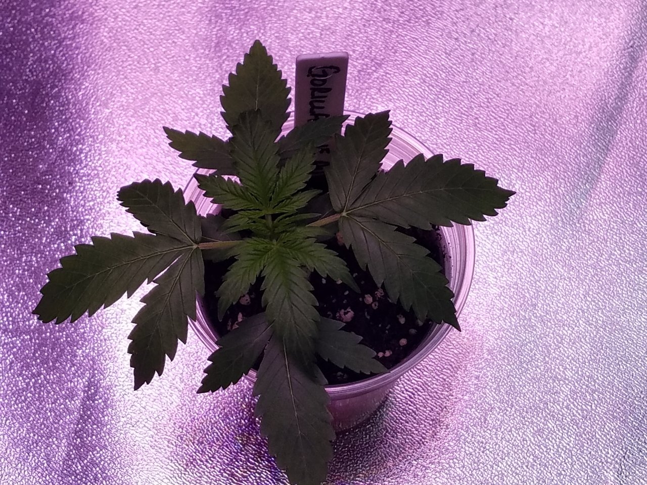 072318 Gorilla Glue Auto Day 15 2.jpg