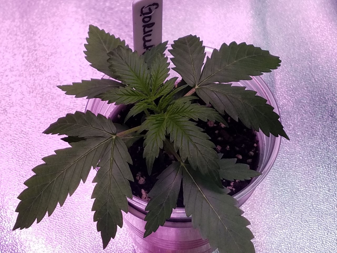 072318 Gorilla Glue Auto Day 15 3.jpg