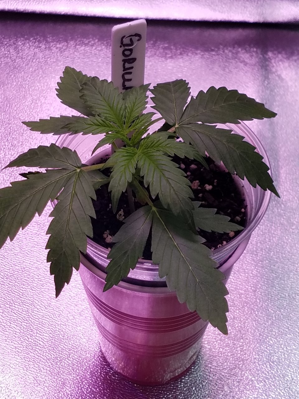 072318 Gorilla Glue Auto Day 15 4.jpg