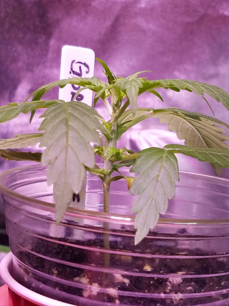 072318 Gorilla Glue Auto Day 15 5.jpg