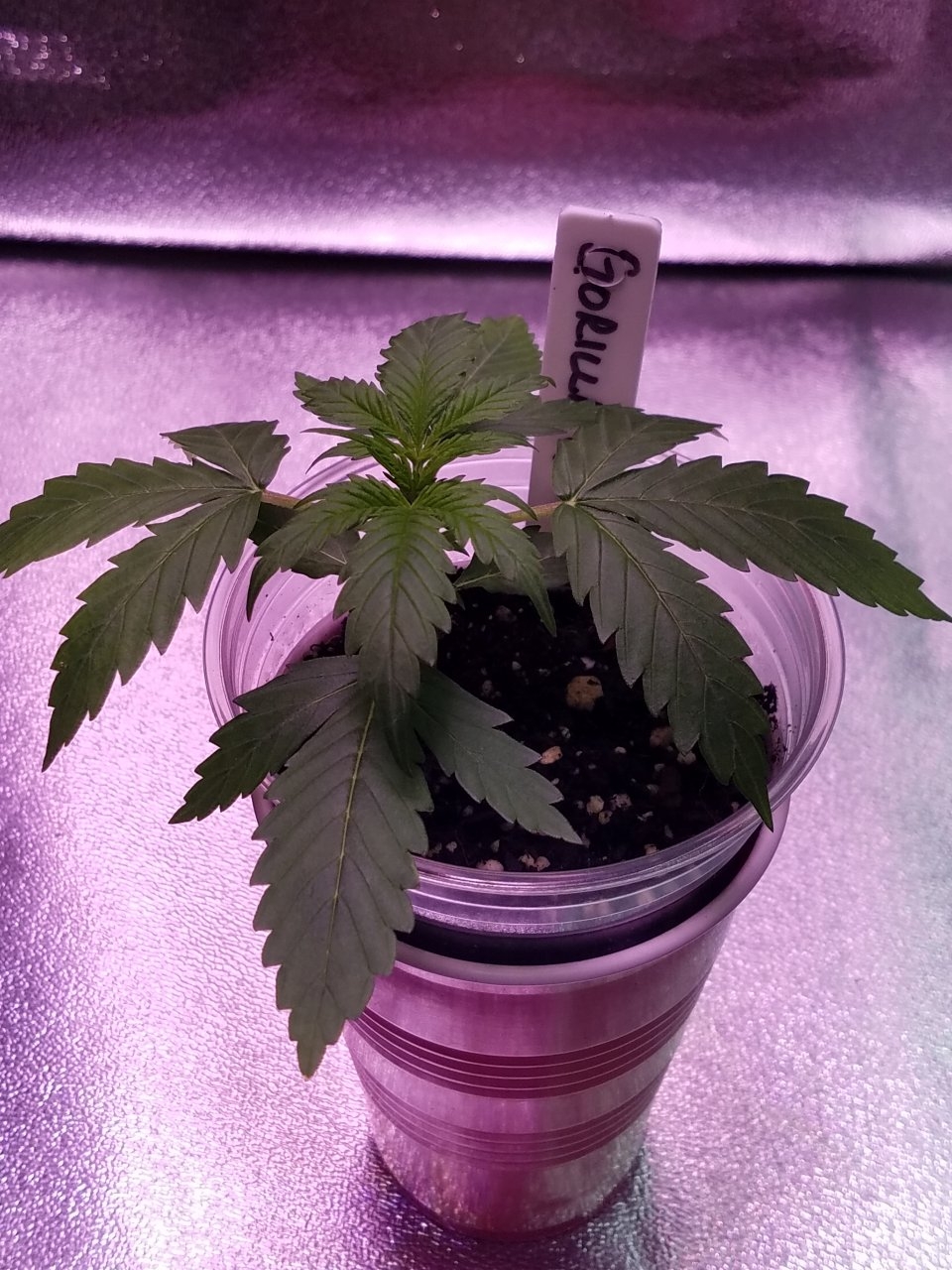 072318 Gorilla Glue Auto Day 15 6.jpg