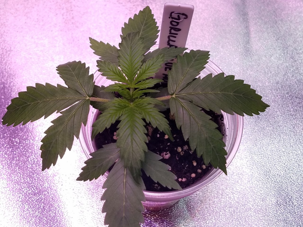 072318 Gorilla Glue Auto Day 15 7.jpg