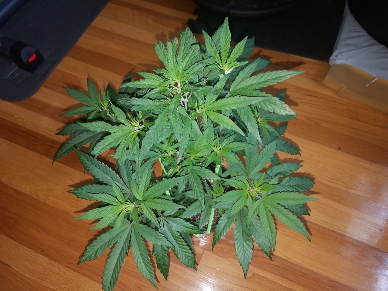 072618 Hawaiian Mayan Gold Clone Day 42 1.jpg