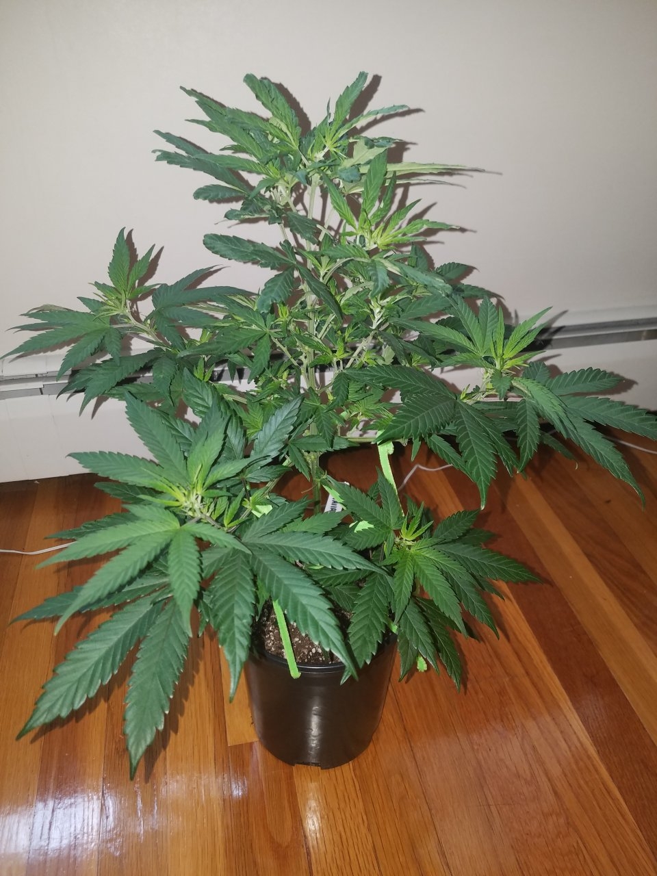 072618 Hawaiian Mayan Gold Clone Day 42 2.jpg