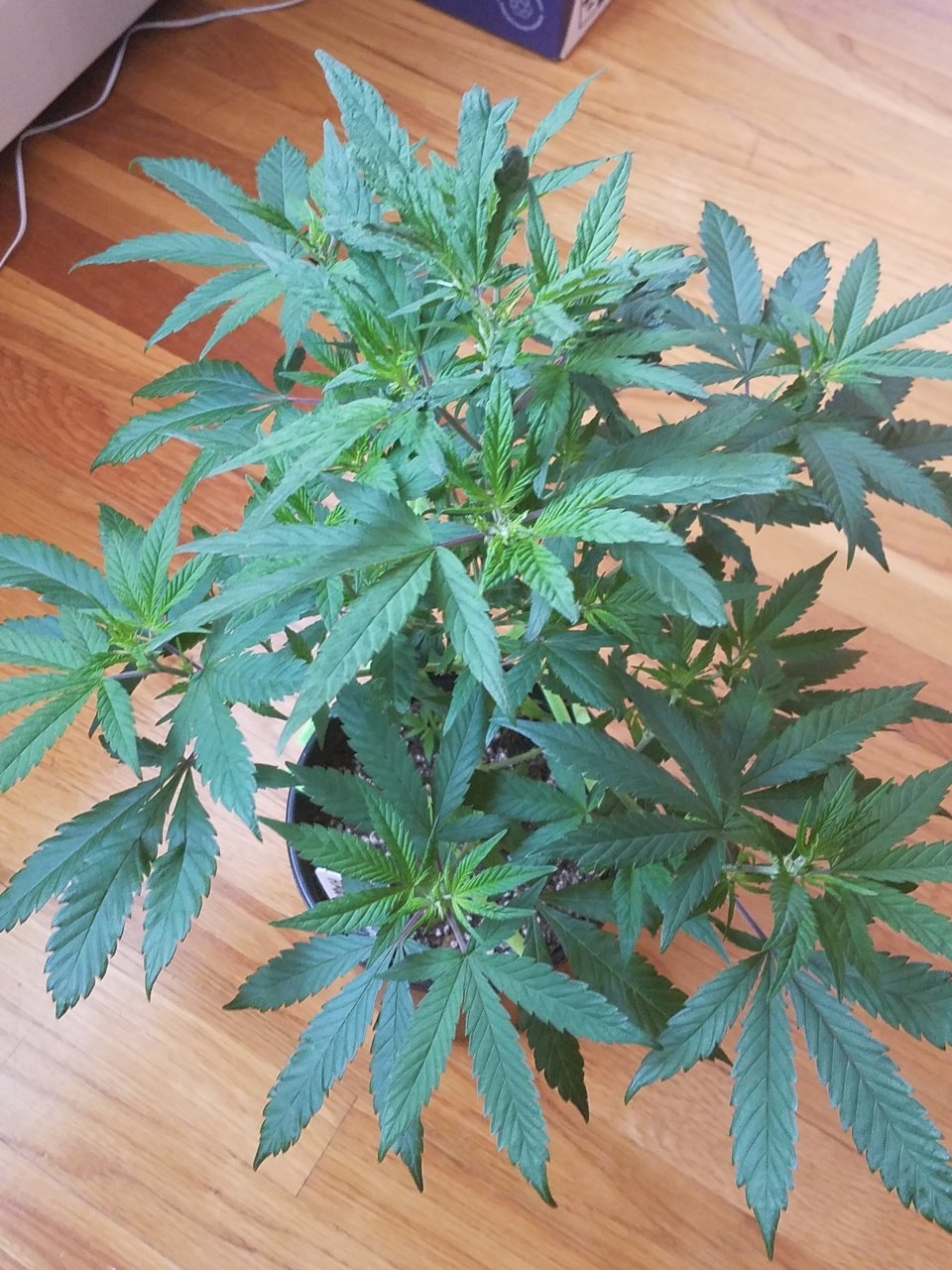 072618 Hawaiian Mayan Gold Clone Day 42 4.jpg