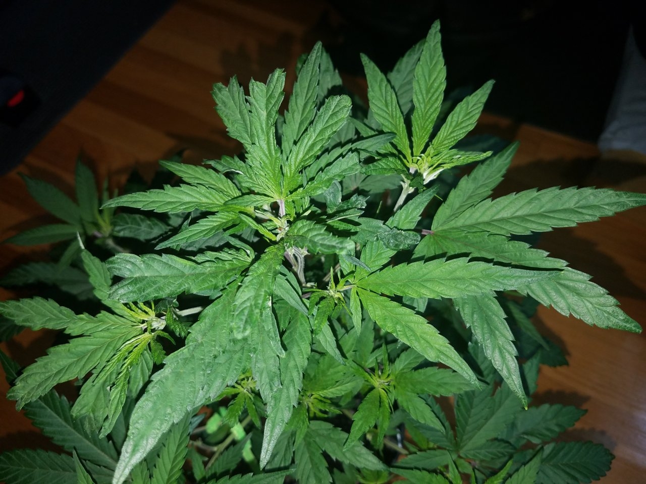 072618 Hawaiian Mayan Gold Clone Day 42 5.jpg