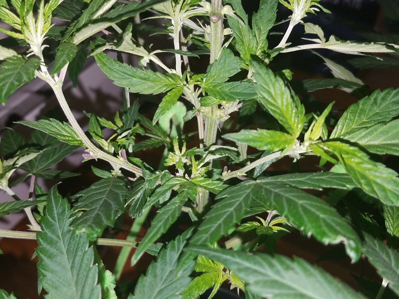 072618 Hawaiian Mayan Gold Clone Day 42 6.jpg