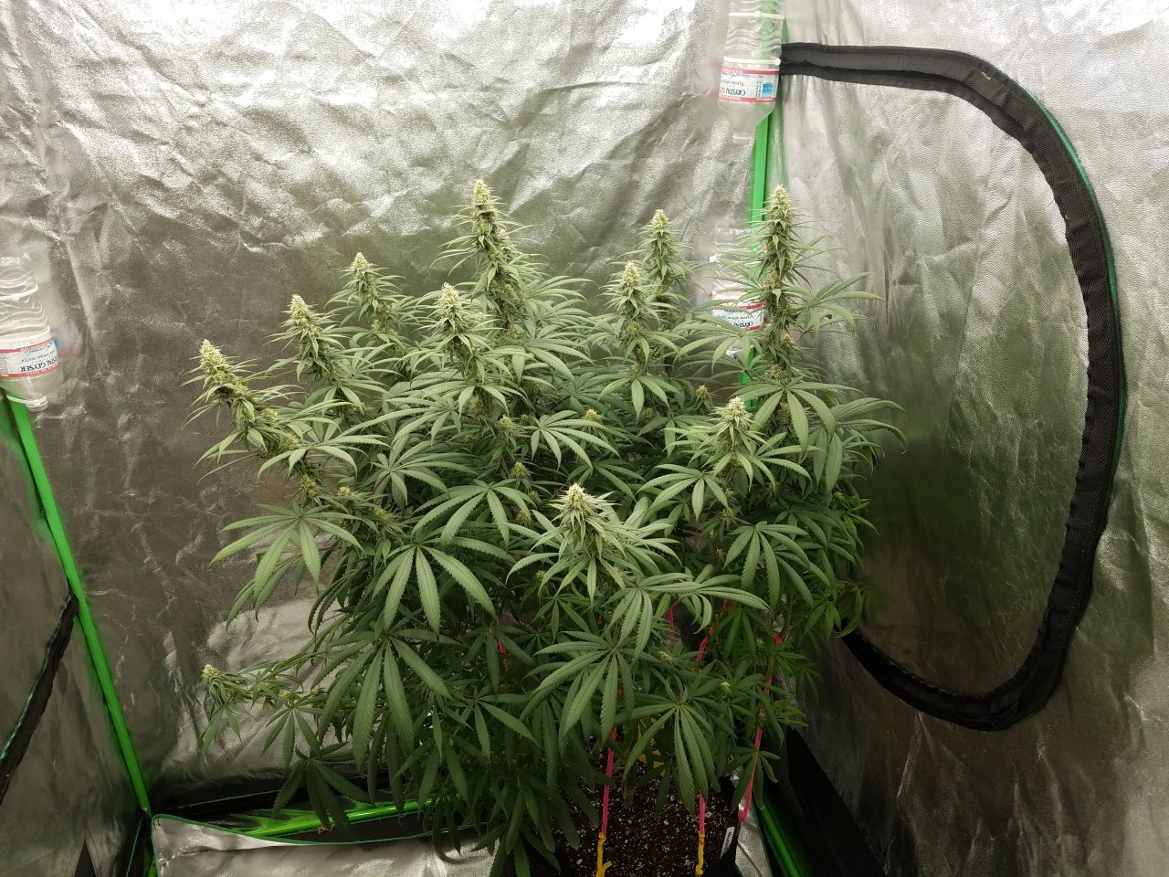 072718 Hindu Kush Flip Day 27 Day 17 With Hairs 1.jpg