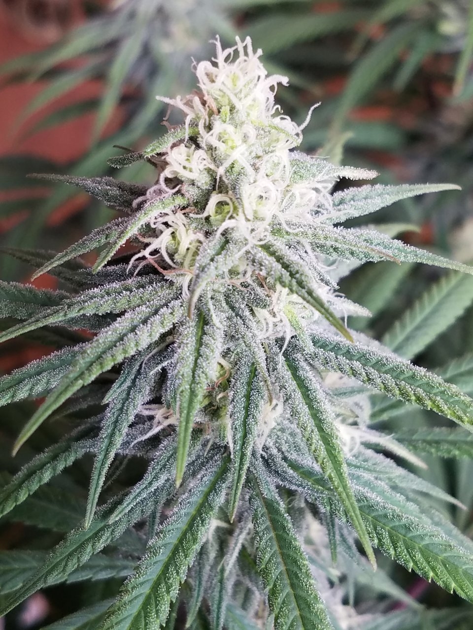 072718 Hindu Kush Flip Day 27 Day 17 With Hairs 11.jpg