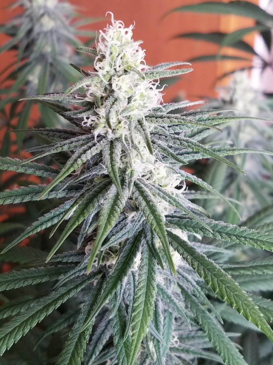 072718 Hindu Kush Flip Day 27 Day 17 With Hairs 12.jpg