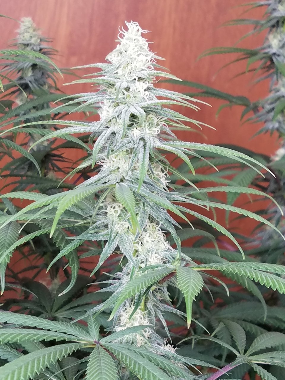 072718 Hindu Kush Flip Day 27 Day 17 With Hairs 13.jpg