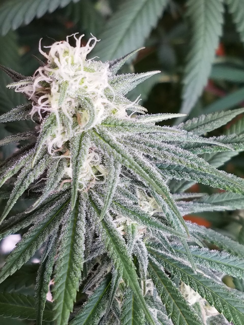 072718 Hindu Kush Flip Day 27 Day 17 With Hairs 15.jpg