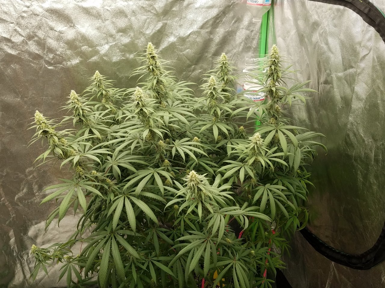 072718 Hindu Kush Flip Day 27 Day 17 With Hairs 2.jpg