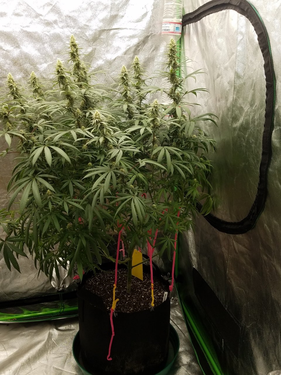 072718 Hindu Kush Flip Day 27 Day 17 With Hairs 3.jpg