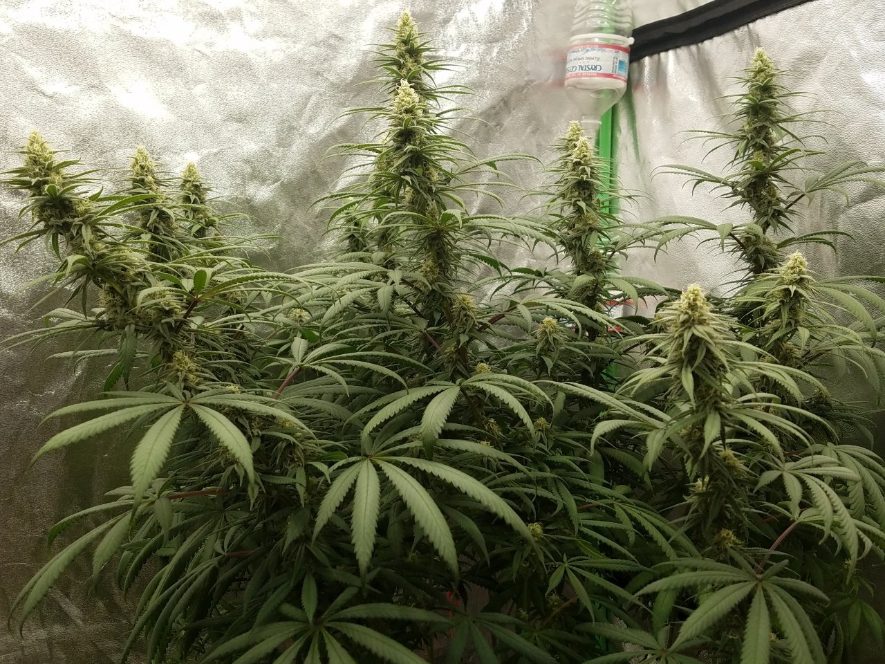 072718 Hindu Kush Flip Day 27 Day 17 With Hairs 4.jpg