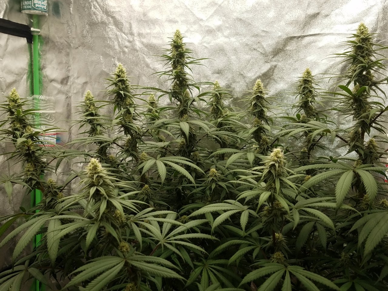 072718 Hindu Kush Flip Day 27 Day 17 With Hairs 5.jpg