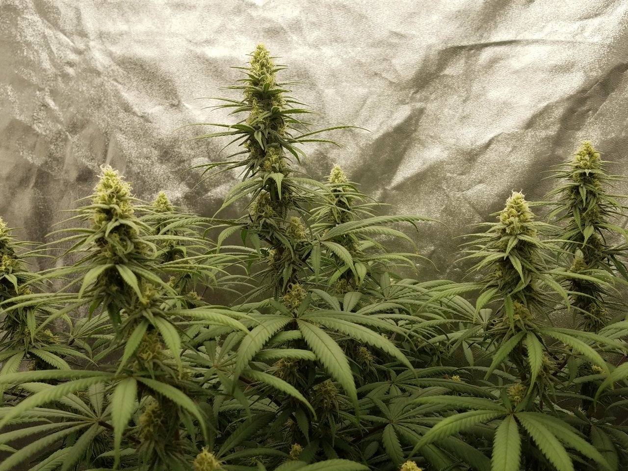 072718 Hindu Kush Flip Day 27 Day 17 With Hairs 6.jpg