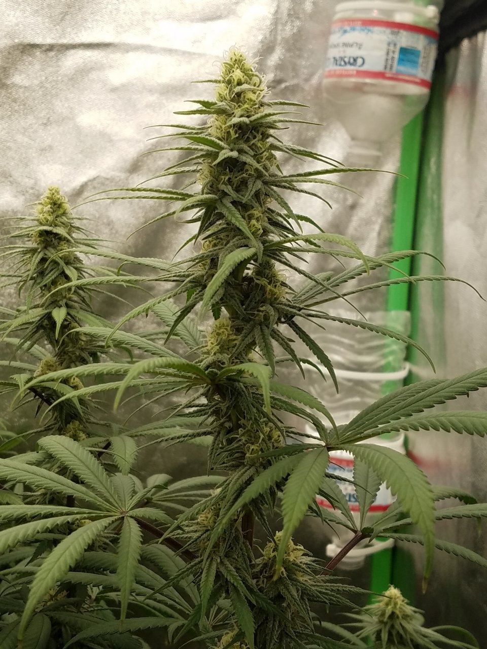 072718 Hindu Kush Flip Day 27 Day 17 With Hairs 7.jpg