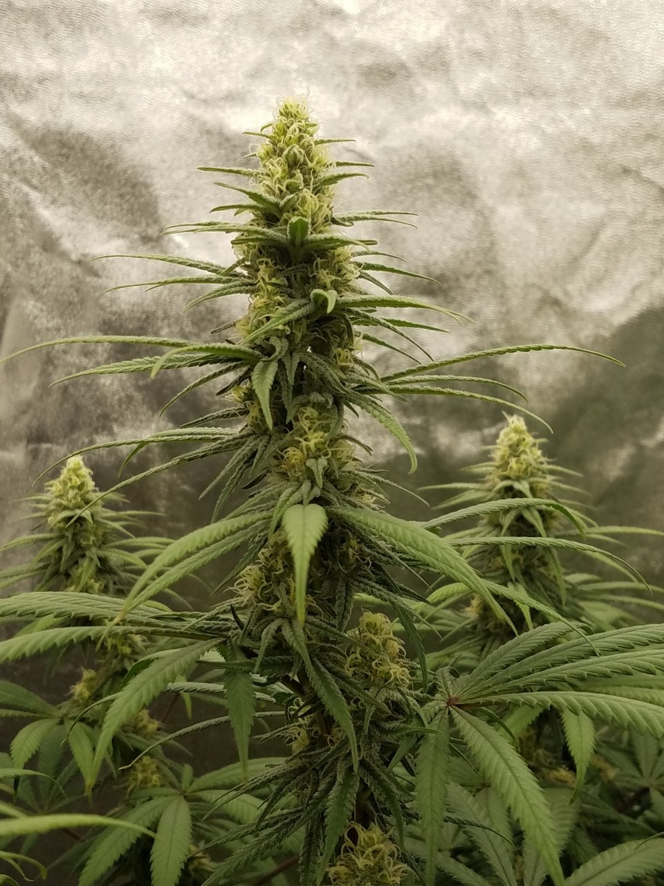 072718 Hindu Kush Flip Day 27 Day 17 With Hairs 8.jpg