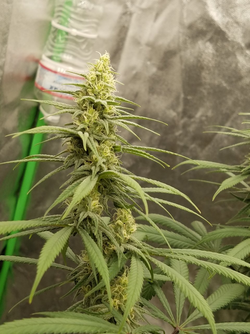 072718 Hindu Kush Flip Day 27 Day 17 With Hairs 9.jpg