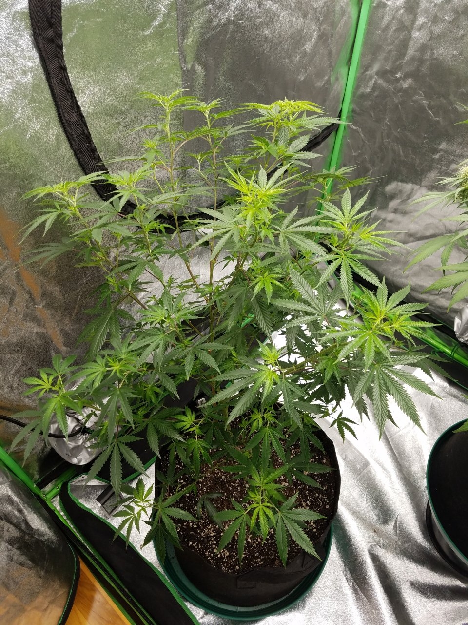 072718 Tangie x Ghost Train Haze Clone Day 78 1.jpg