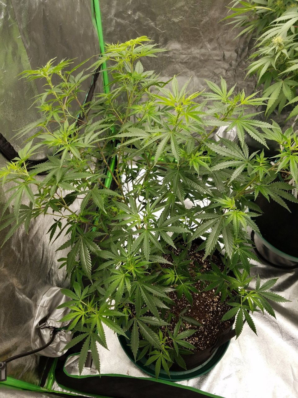 072718 Tangie x Ghost Train Haze Clone Day 78 2.jpg