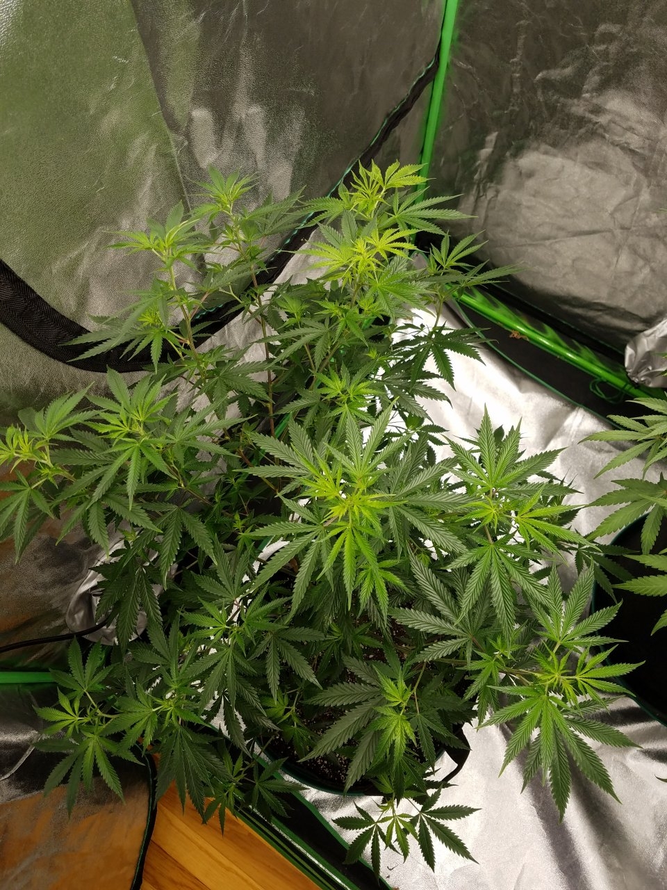 072718 Tangie x Ghost Train Haze Clone Day 78 3.jpg