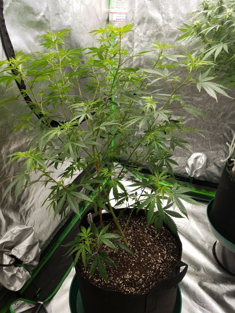 072718 Tangie x Ghost Train Haze Clone Day 78 4.jpg