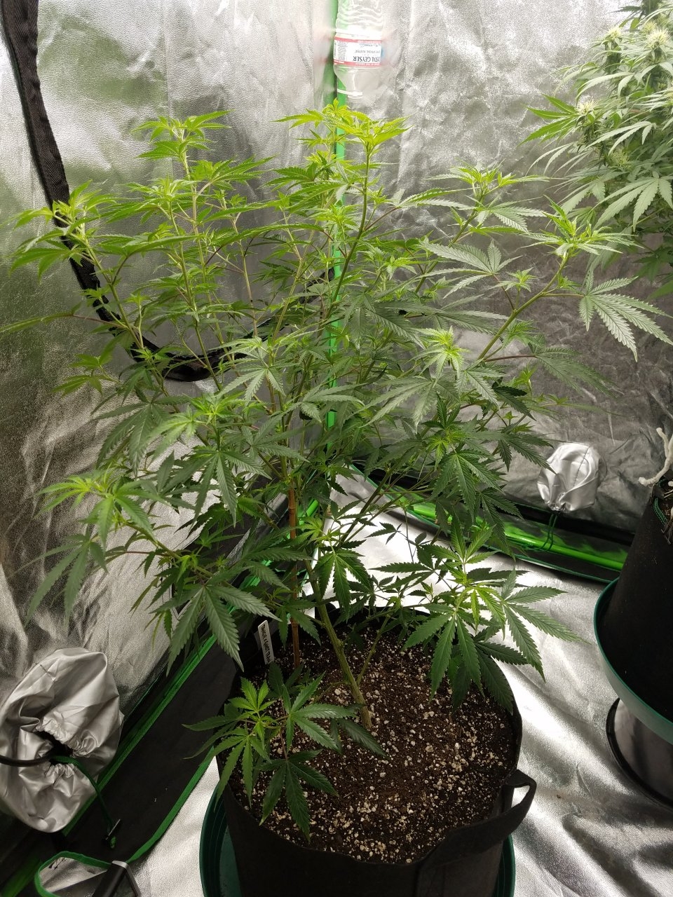 072718 Tangie x Ghost Train Haze Clone Day 78 5.jpg