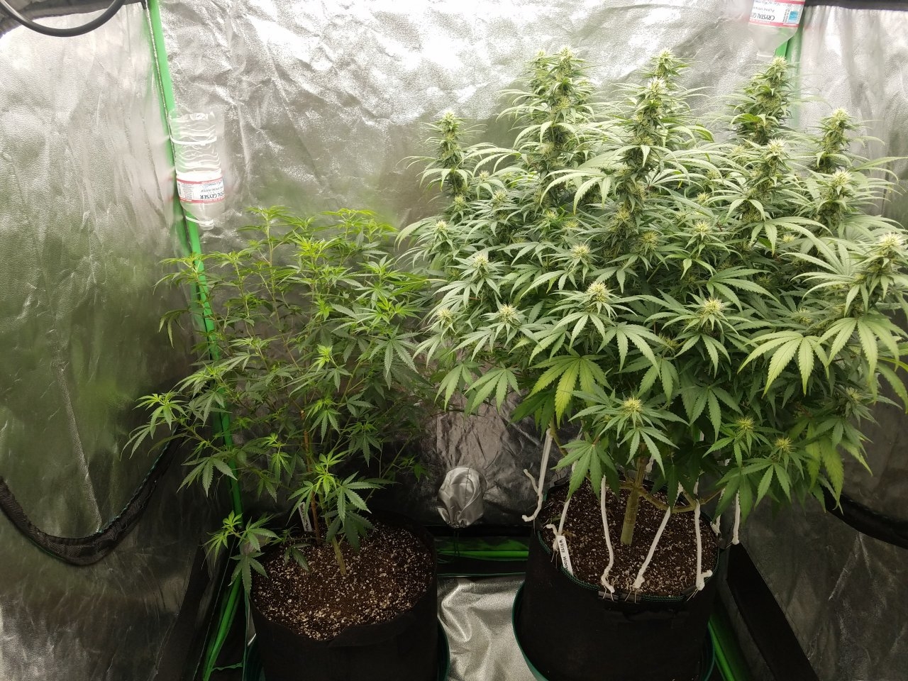 072718 Tangie x Ghost Train Haze Clone Day 78 6.jpg