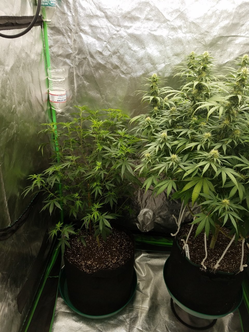 072718 Tangie x Ghost Train Haze Clone Day 78 7.jpg