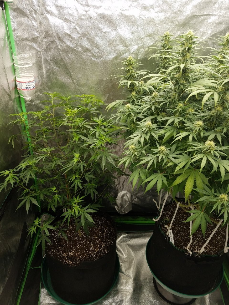 072718 Tangie x Ghost Train Haze Clone Day 78 8.jpg