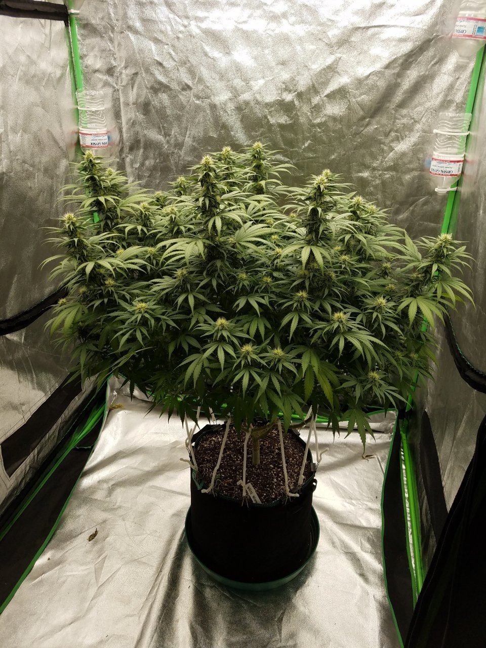 072718 White Widow Flip Day 31 Day 22 With Hairs 1.jpg