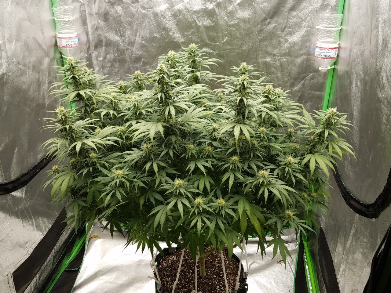 072718 White Widow Flip Day 31 Day 22 With Hairs 2.jpg