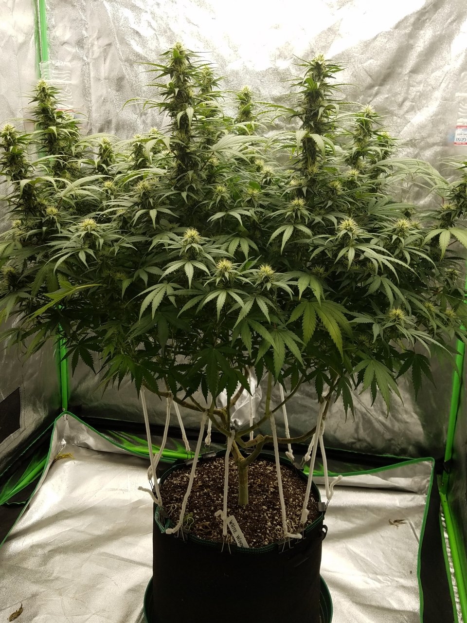 072718 White Widow Flip Day 31 Day 22 With Hairs 3.jpg