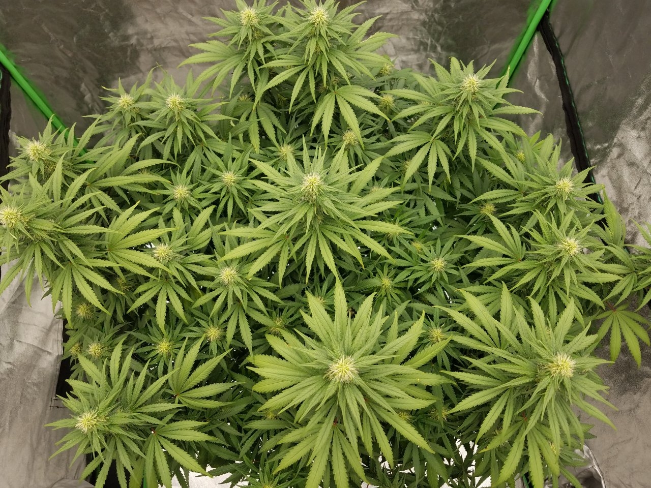 072718 White Widow Flip Day 31 Day 22 With Hairs 5.jpg