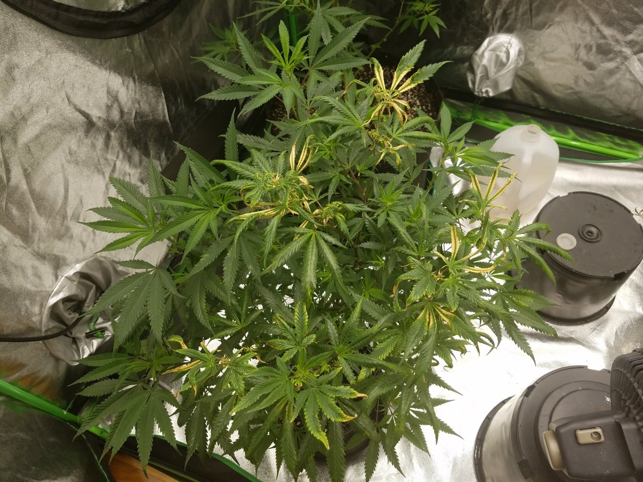 073018 Black Cherry Punch Clone Day 81 1.jpg