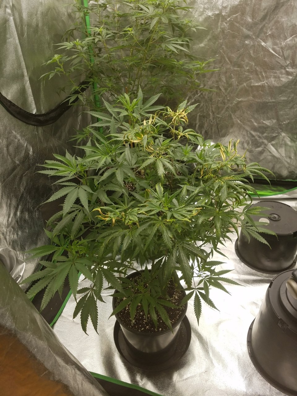 073018 Black Cherry Punch Clone Day 81 10.jpg