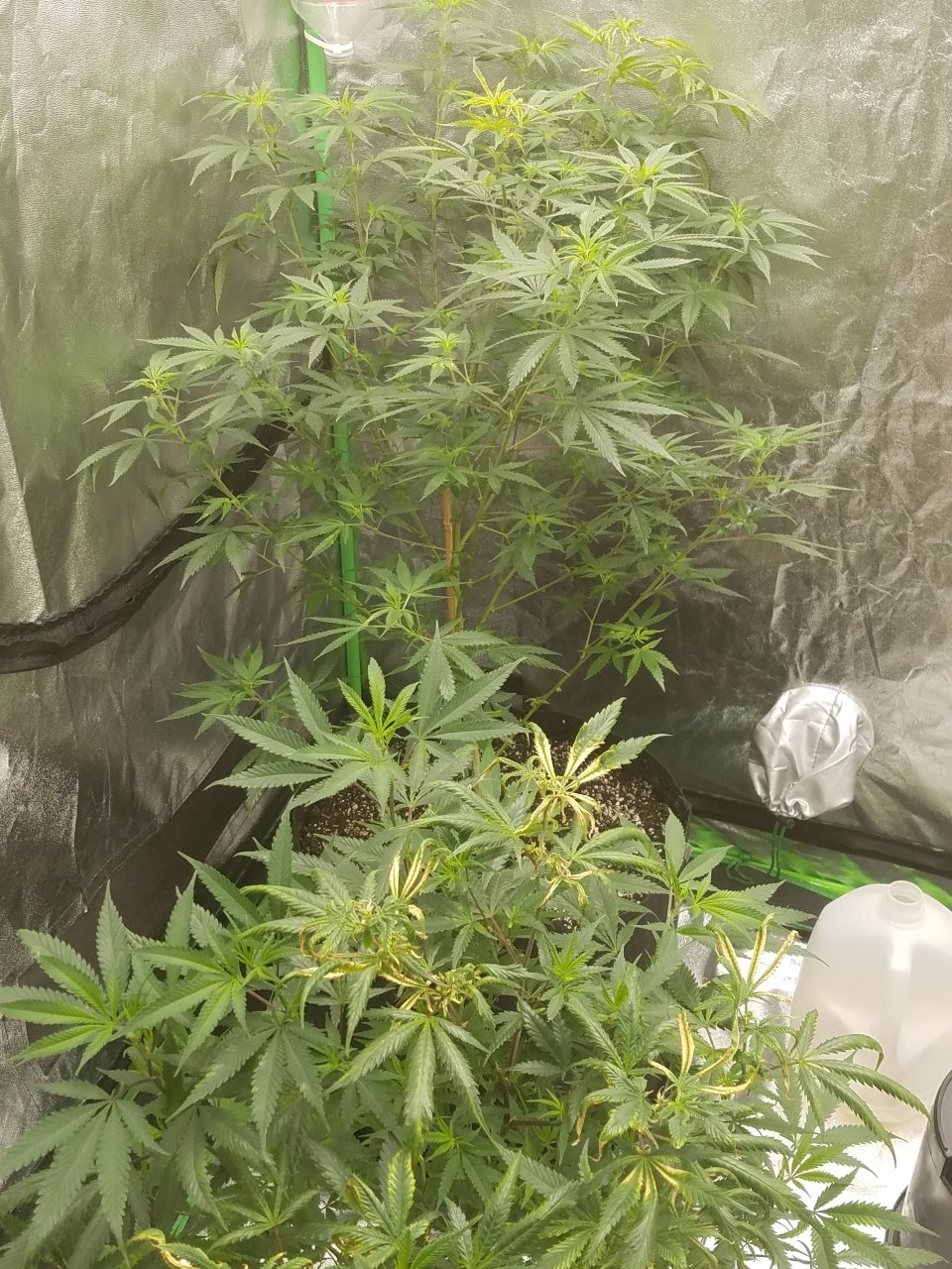 073018 Black Cherry Punch Clone Day 81 11.jpg