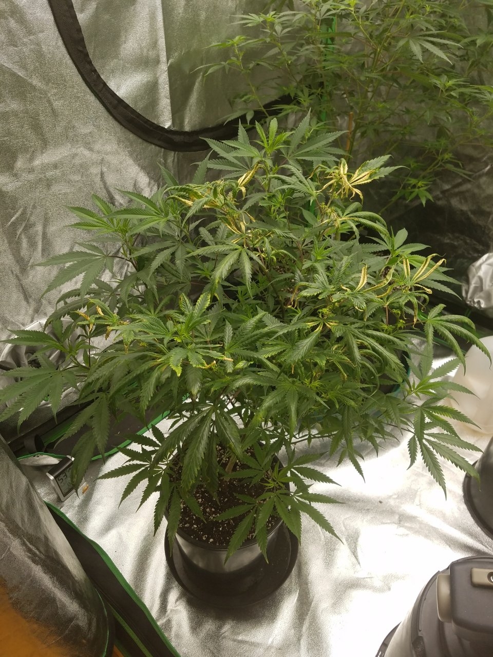 073018 Black Cherry Punch Clone Day 81 2.jpg